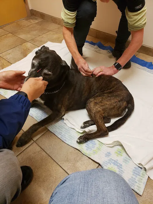Bristol Animal Hospital Picture 5