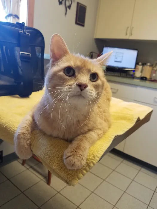Vergennes Animal Hospital Picture 2