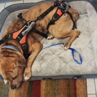 Vergennes Animal Hospital ico