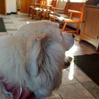 Adirondack Veterinary Hospital ico