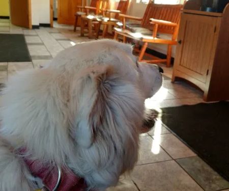 Adirondack Veterinary Hospital