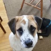 Kenney Kurt DVM ico