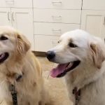 Animal Hospital of Hinesburg