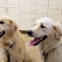 Animal Hospital of Hinesburg ico