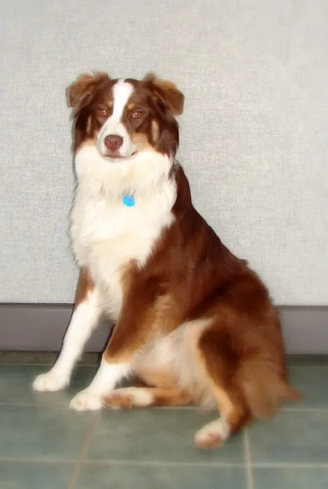 Healthy Heart Veterinary Clinic Picture 1