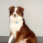 Healthy Heart Veterinary Clinic