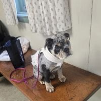 Meredith Animal Hospital ico