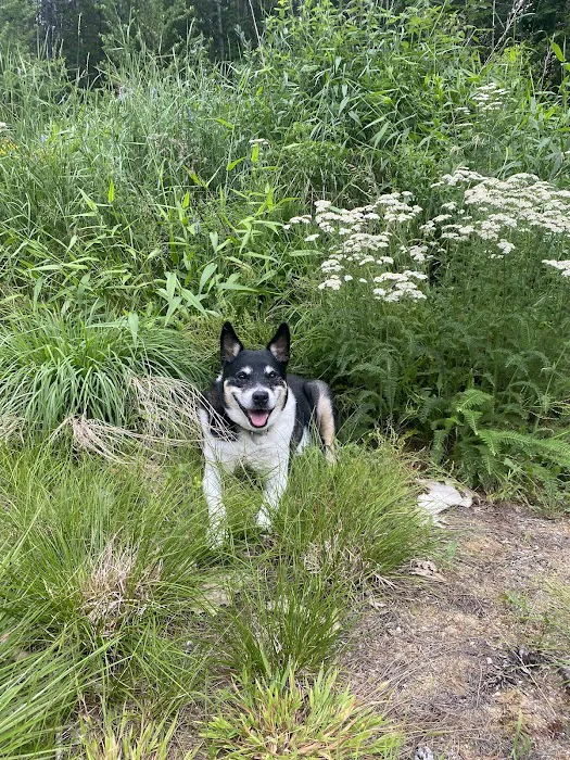 Northern Lakes Veterinary Hospital Picture 10