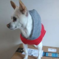 Holistic Veterinary Care: Lamb Kim DVM ico