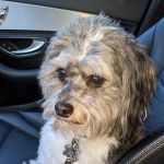 Plymouth Animal Hospital: Tighe Ellyn K DVM