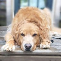 Interlakes Animal Hospital ico