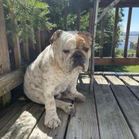 Meredith Place Veterinary Emergency Hospital ico