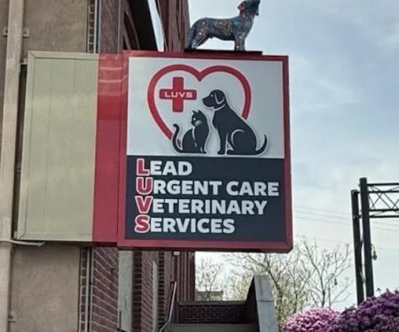 Lead Urgent Care Veterinary Services