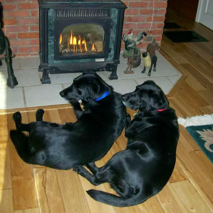 Town & Country Animal Hospital Picture 2