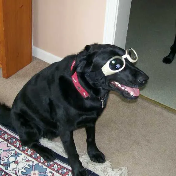 Town & Country Animal Hospital Picture 3