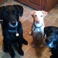 Town & Country Animal Hospital ico