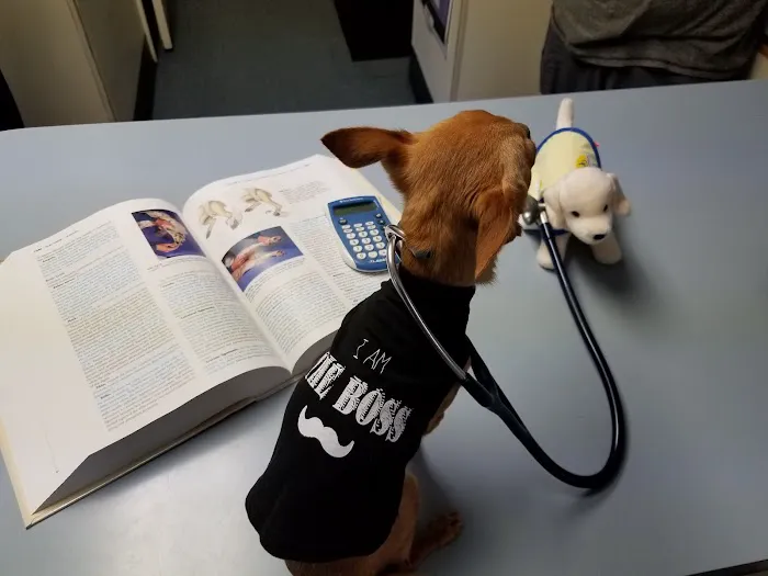 Town & Country Animal Hospital Picture 10