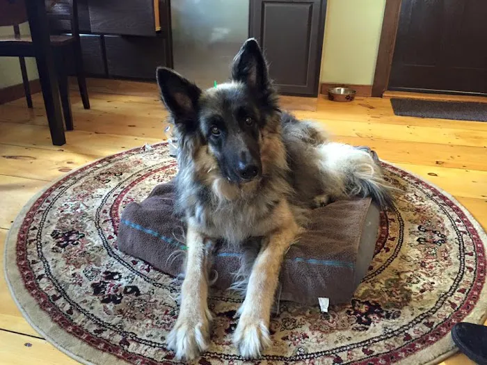 Holistic Animal Wellness - Veterinary Care Picture 6