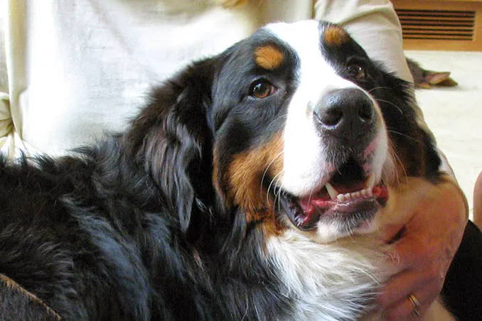 Holistic Animal Wellness - Veterinary Care Picture 3