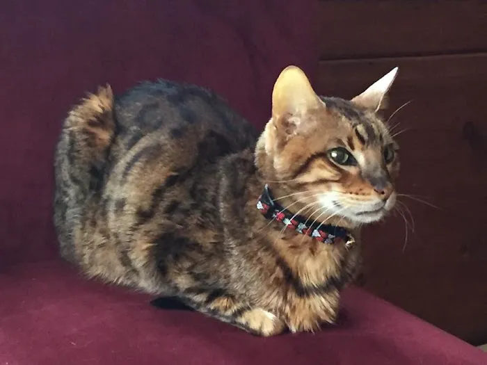 Holistic Animal Wellness - Veterinary Care Picture 4