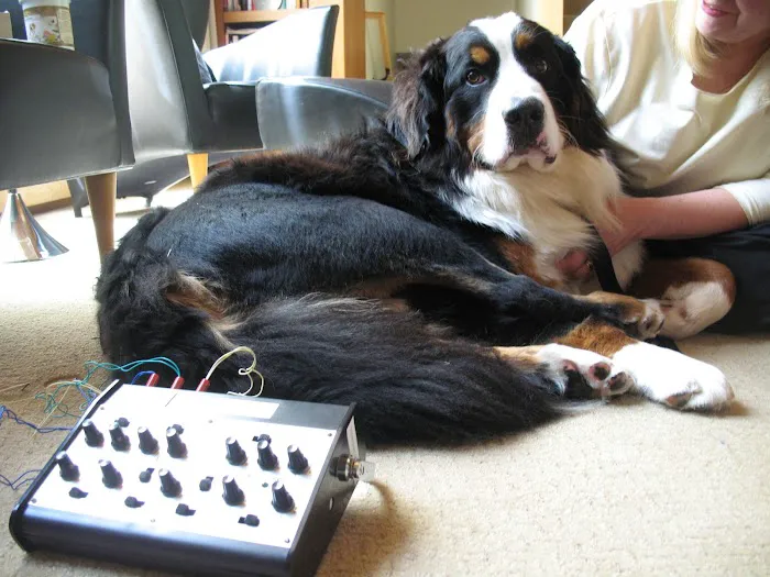 Holistic Animal Wellness - Veterinary Care Picture 7