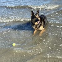 Pembroke Animal Hospital ico