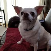 VCA Laconia Animal Hospital ico