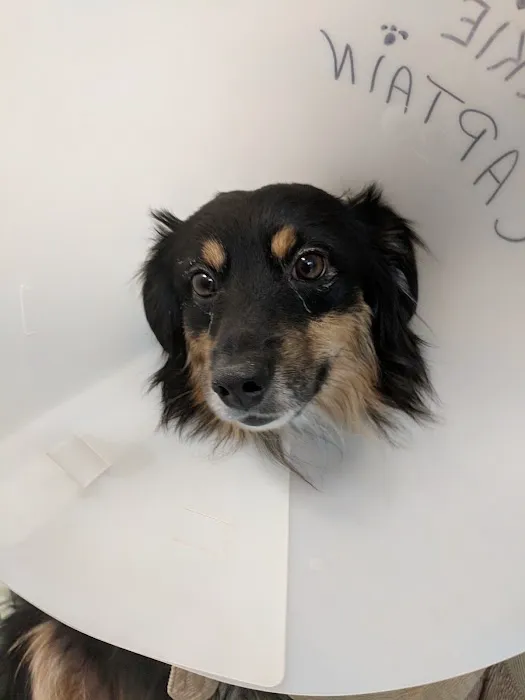 VCA Laconia Animal Hospital Picture 3