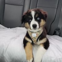 VCA Lakes Region Veterinary Hospital ico