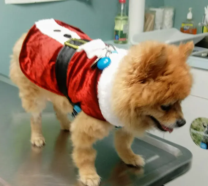 VCA Lakes Region Veterinary Hospital Picture 7