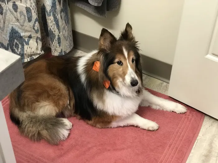 Birch Bark Veterinary Clinic Picture 10