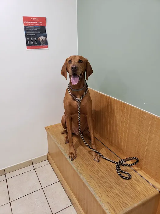 VCA Northboro Animal Hospital Picture 5