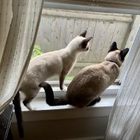 Lincoln Animal Hospital ico