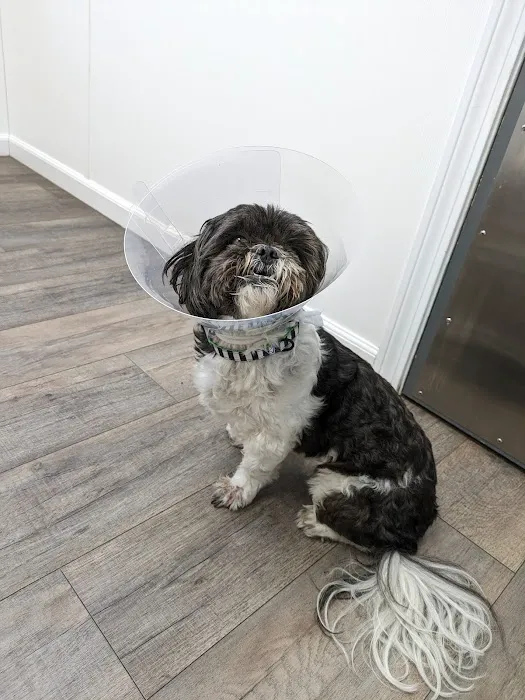 Lincoln Animal Hospital Picture 8