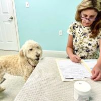 Main Street Veterinary Hospital ico