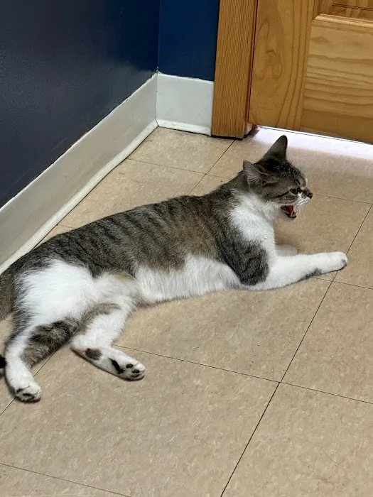 Main Street Veterinary Hospital Picture 10