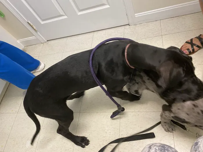 Banfield Pet Hospital Picture 6