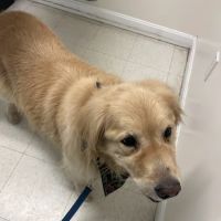 Banfield Pet Hospital ico