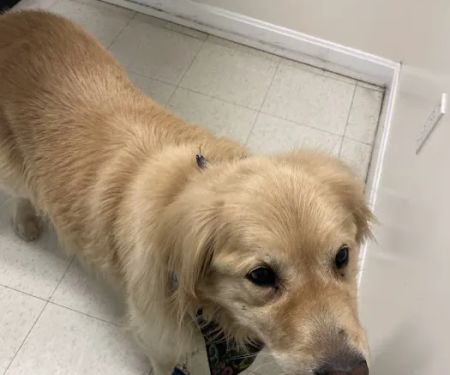 Banfield Pet Hospital