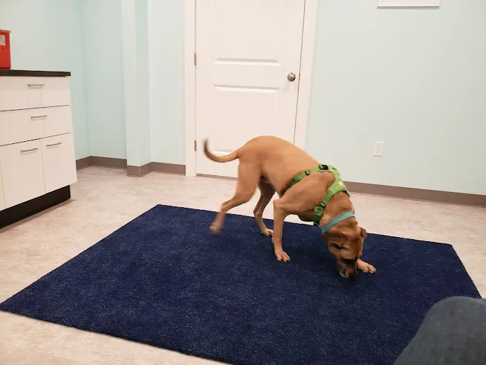 West Street Veterinary Clinic Picture 7