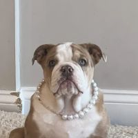 West Street Veterinary Clinic ico