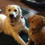 Vetco Total Care - Cody Pet Hospital