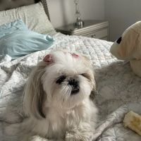 Slade Veterinary Hospital ico