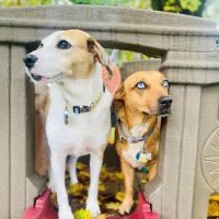 Thrive Pet Healthcare - Natick ico