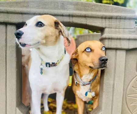 Thrive Pet Healthcare - Natick