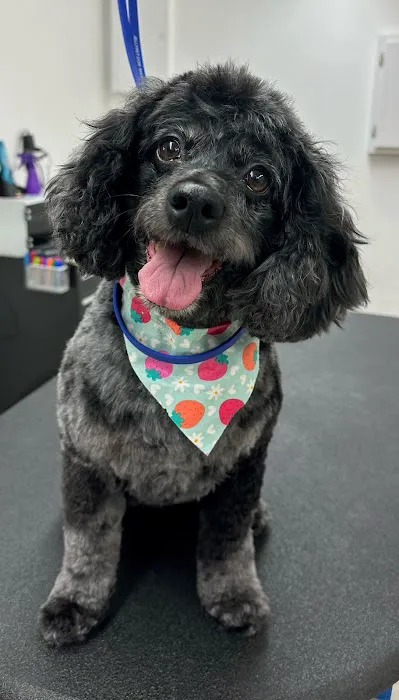 Thrive Pet Healthcare - Natick Picture 8