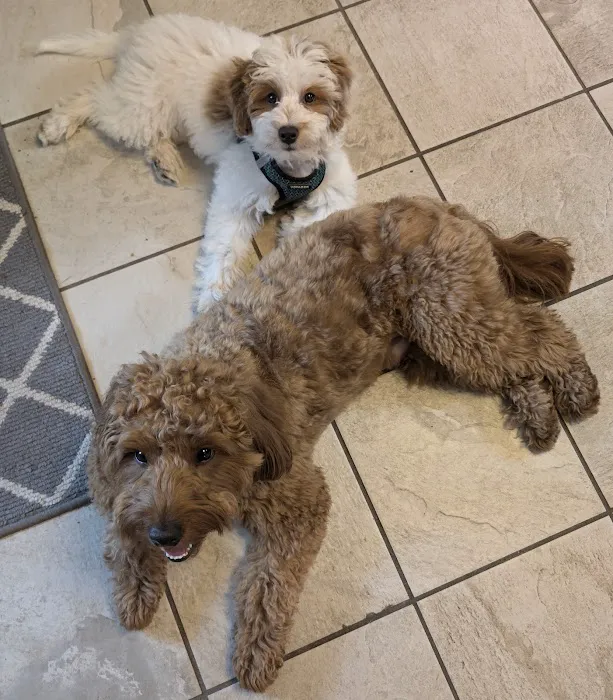 Thrive Pet Healthcare - Natick Picture 2