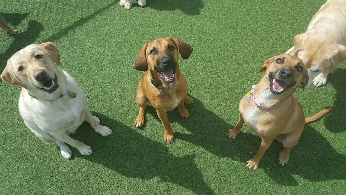 Thrive Pet Healthcare - Natick Picture 6
