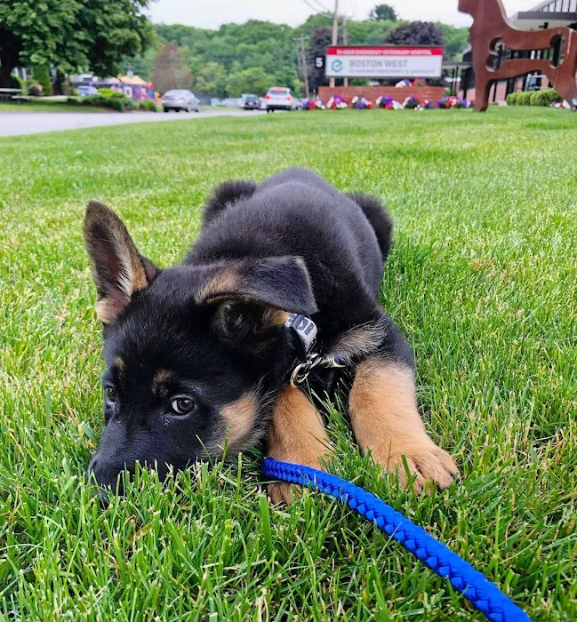 Boston West Veterinary Emergency & Specialty Picture 8
