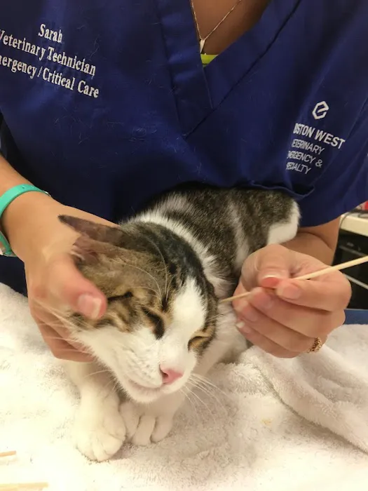 Boston West Veterinary Emergency & Specialty Picture 7